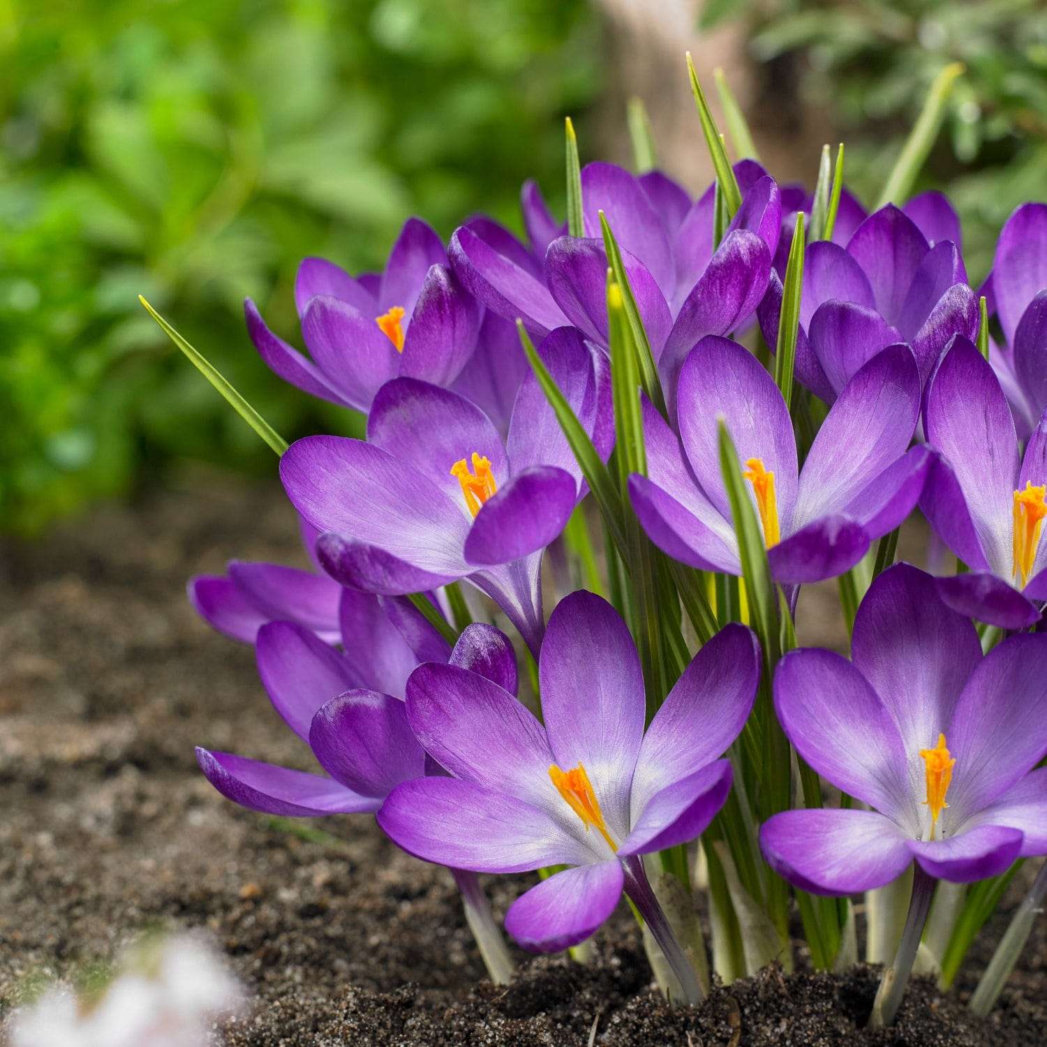 Krookus 'Flower Record'